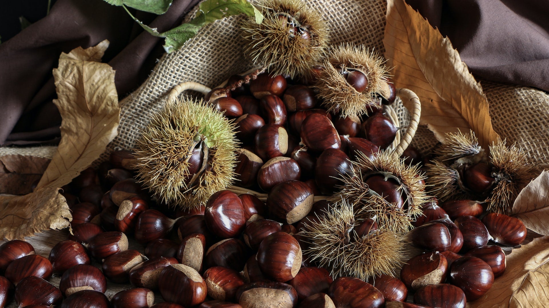 Mature Buartnut Tree Spread