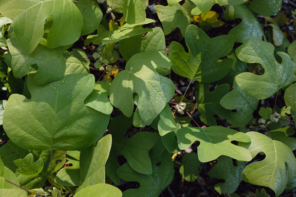 Tulip tree leaves closeup