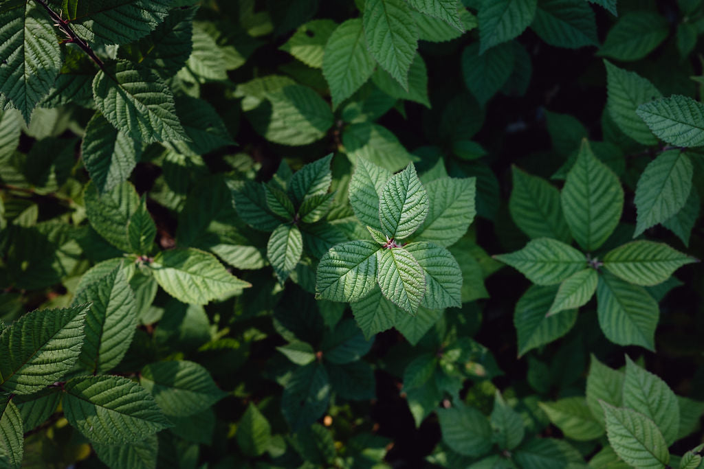 Nanking Cherry Leaves