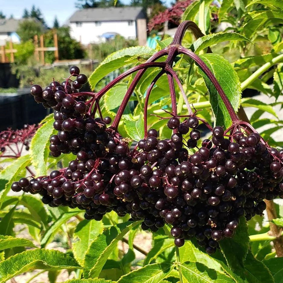 Elderberry