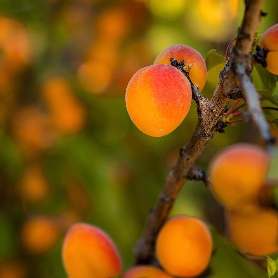Mountain Apricot(Prunus armeniaca)