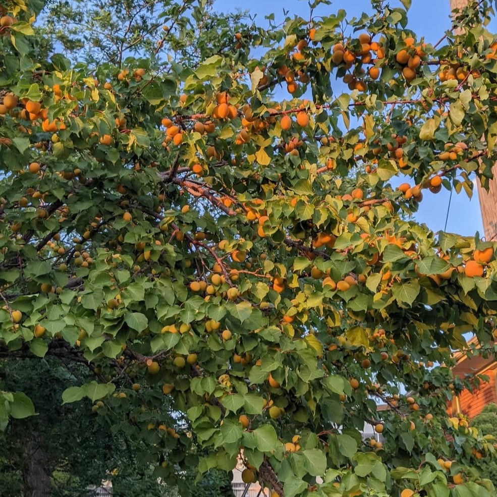 Mountain Apricot(Prunus armeniaca)