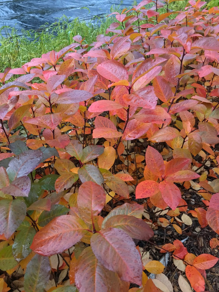 Aronia Seedlings Fall Colors