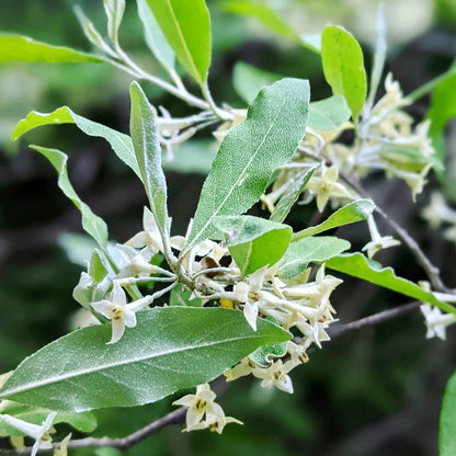 Yellow Autumn Olive (Eleagnus umbellata)