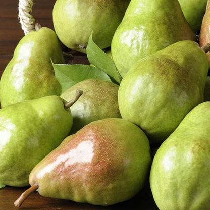 Bartlett Pear (Grafted)