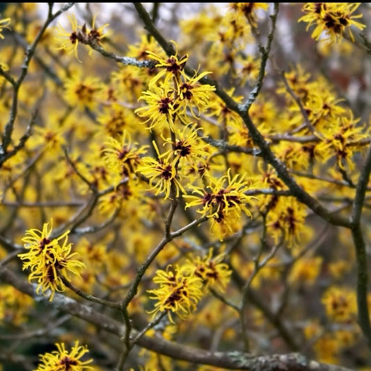 Witch Hazel (Hamamelis virginiana)