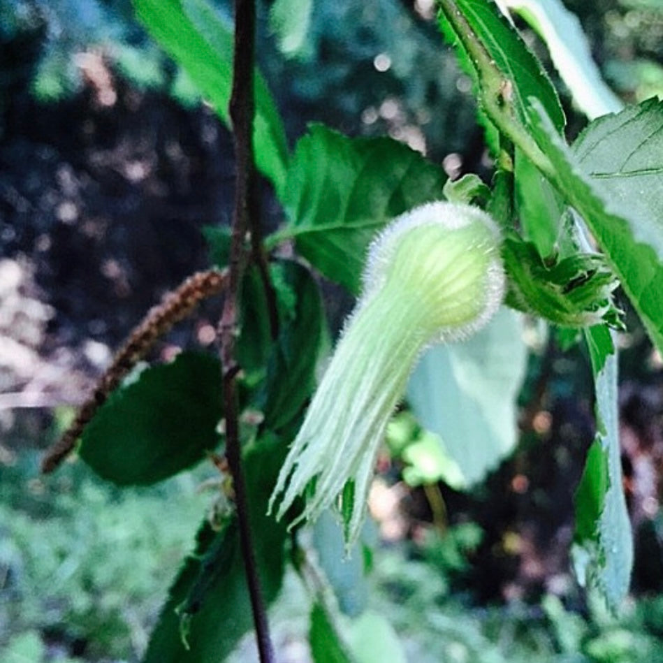 Beaked Hazelnut (Corlyus cornuta)