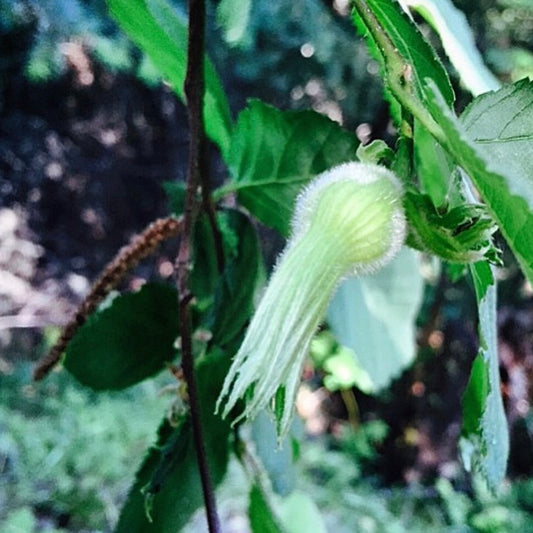 Beaked Hazelnut (Corlyus cornuta)