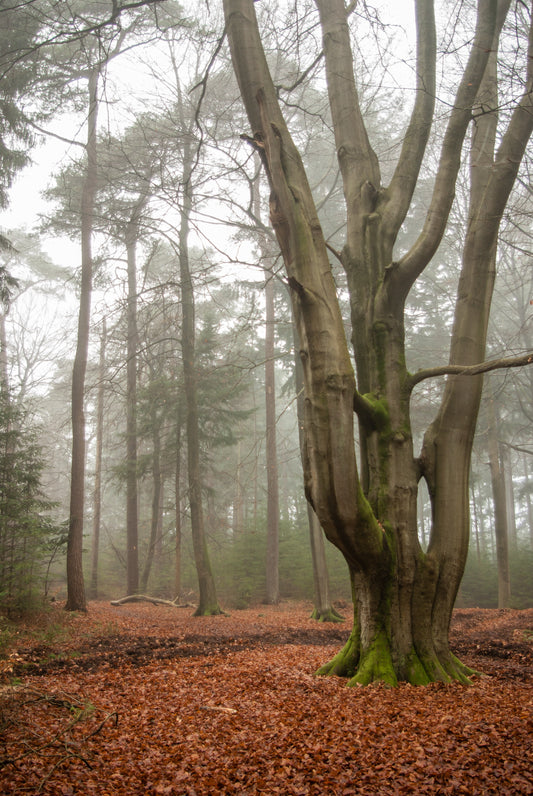 European Beech (Fagus sylvatica)