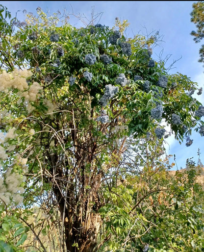 Blue Elderberry (Sambucus cerulea)