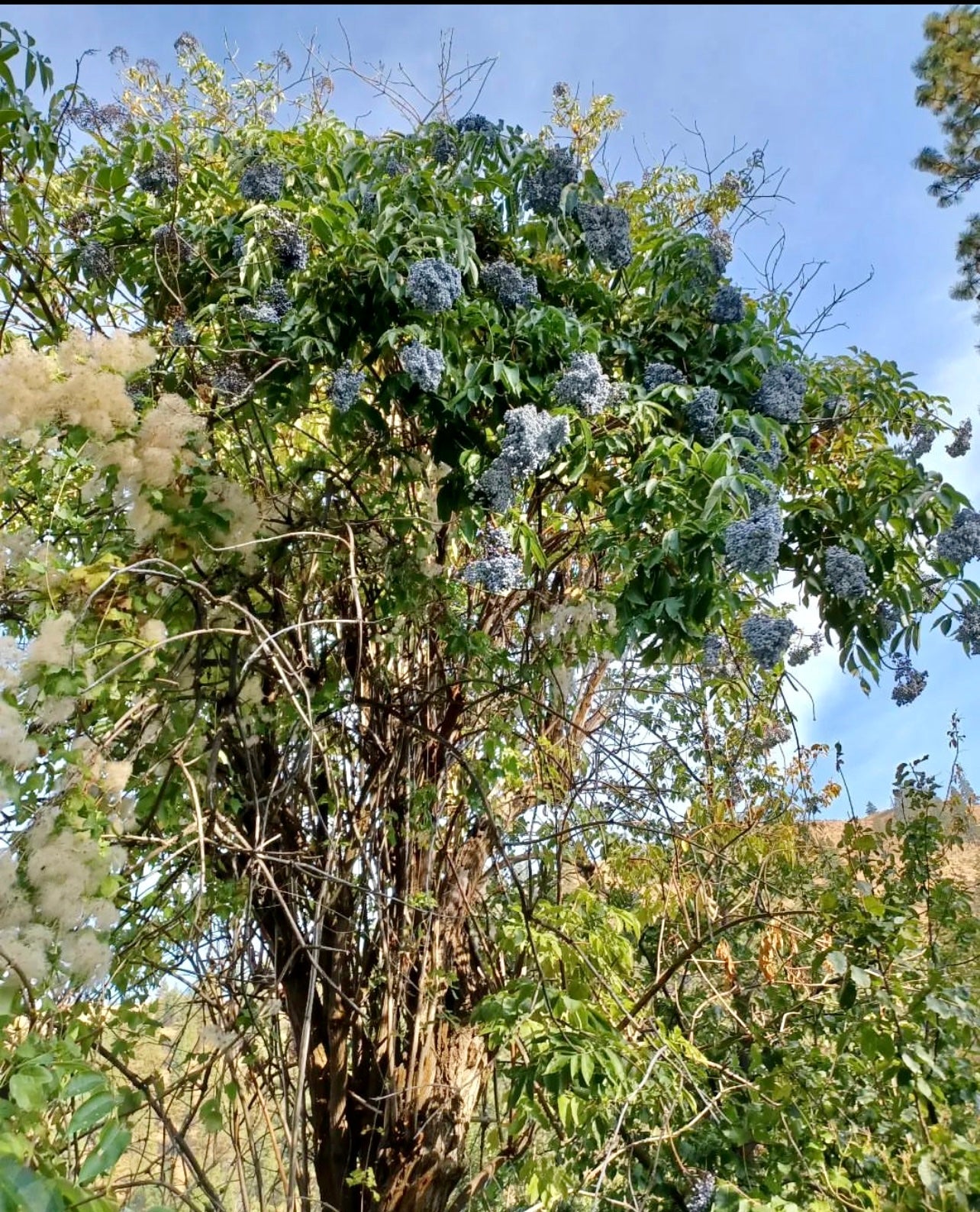 B Grade Blue Elderberry (Sambucus cerulea)
