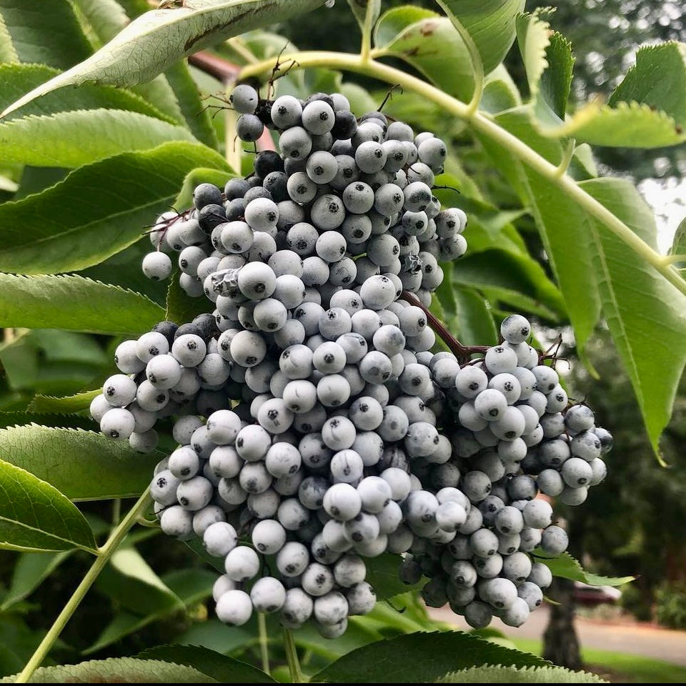 B Grade Blue Elderberry (Sambucus cerulea)