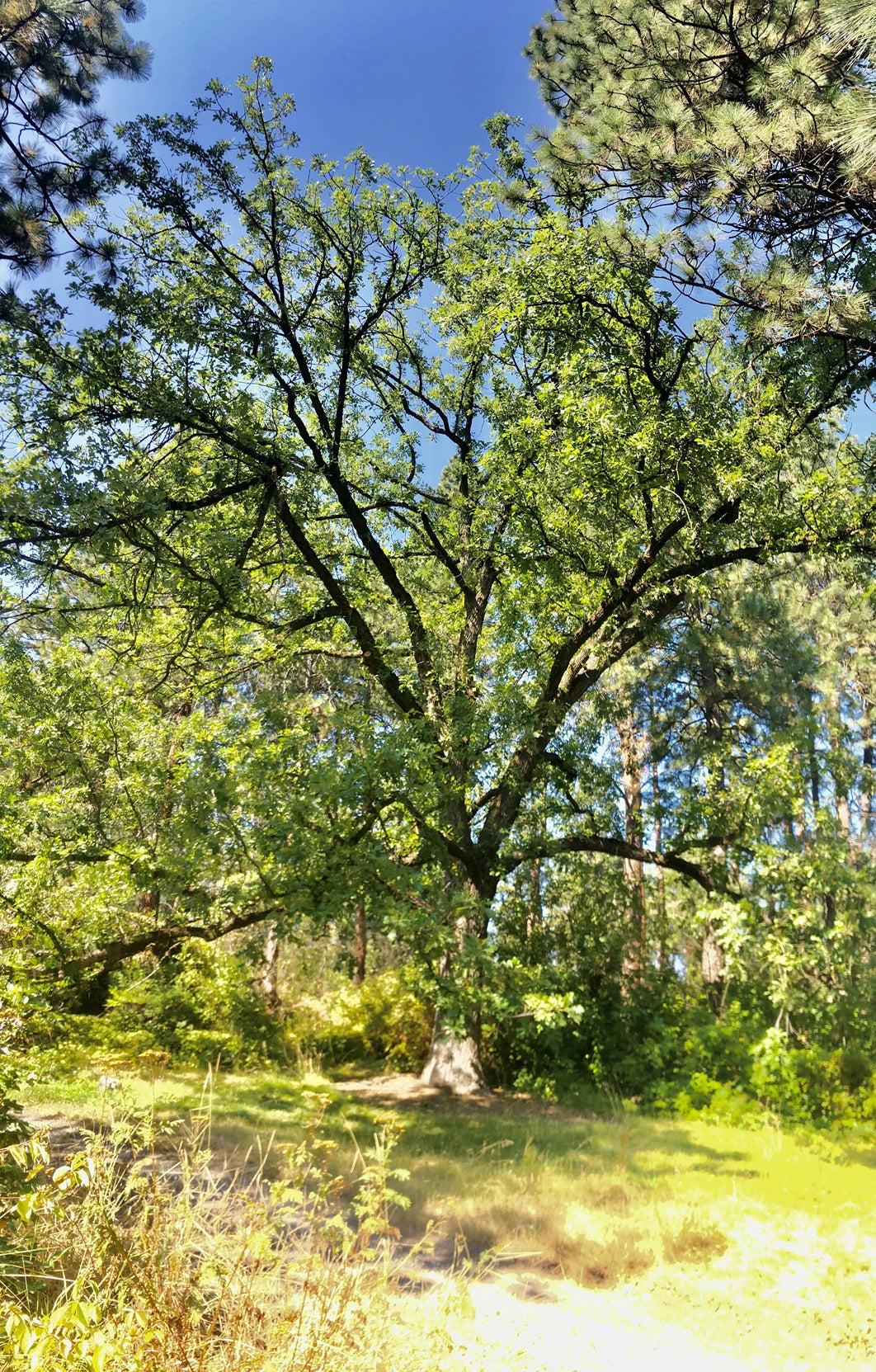 B Grade Bur Oak (Quercus macrocarpa)