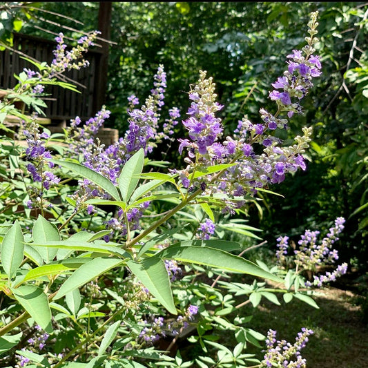 Chaste Tree (Vitex agnus-castus)