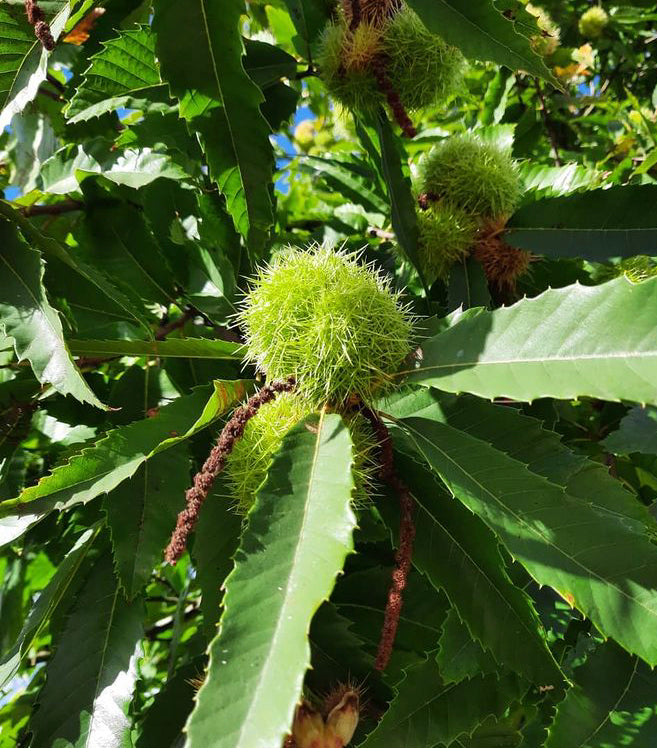 Mix and Match Chestnut Bundle 20% Off