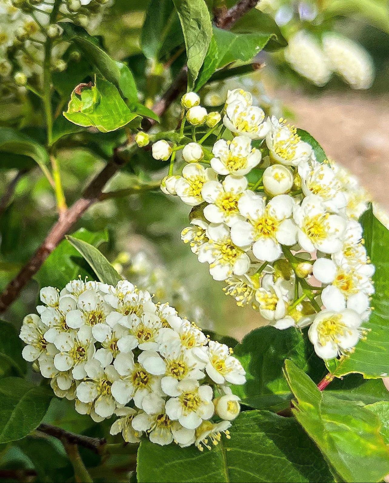 Chokecherry (Prunus virginiana)