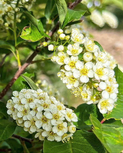 Chokecherry (Prunus virginiana)