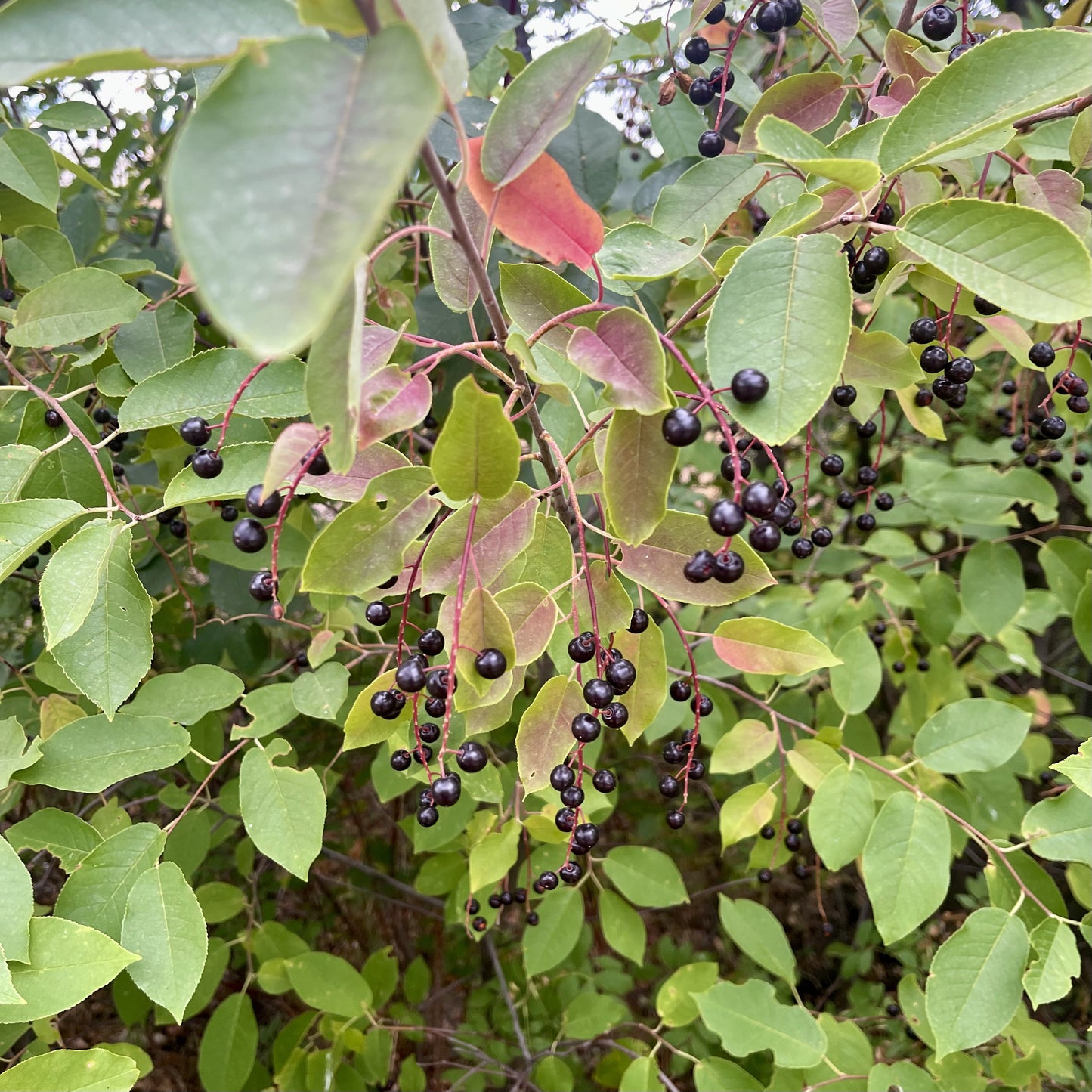 Chokecherry (Prunus virginiana)
