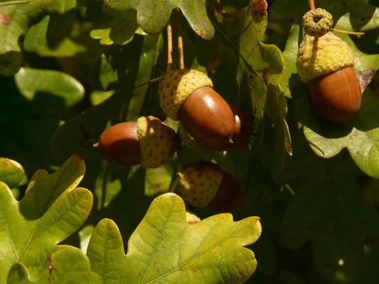 B Grade English Oak (Quercus robur)