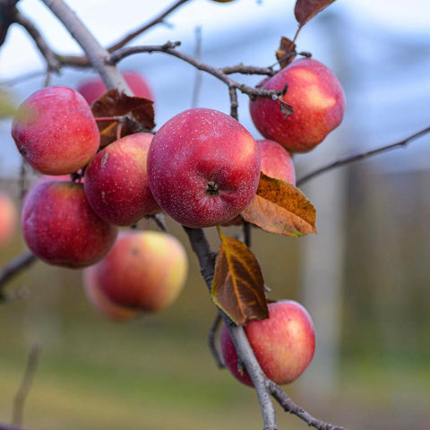 Fuji Apple (Grafted)