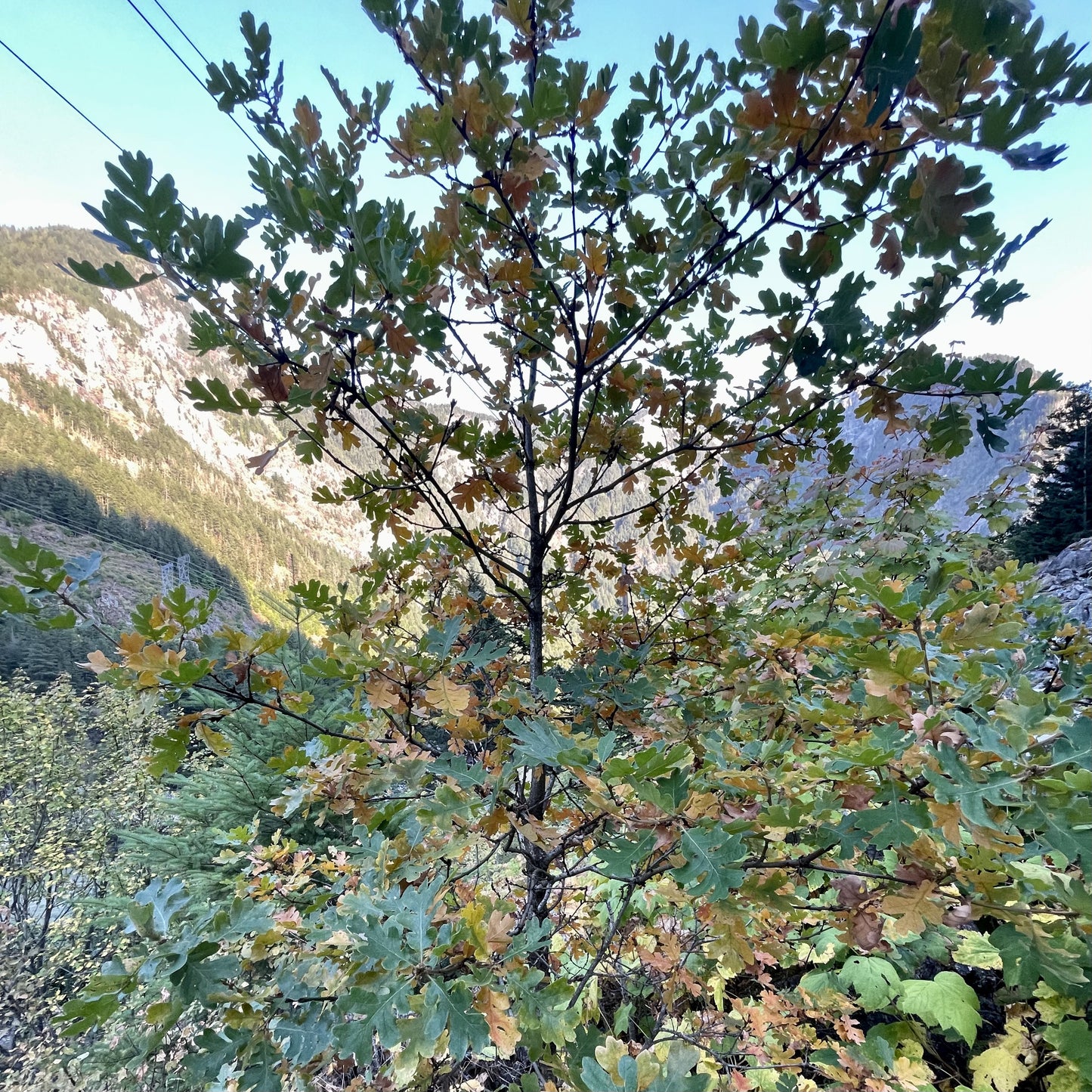 Garry Oak (Quercus garryana)
