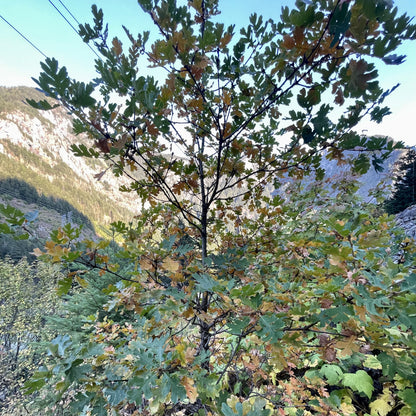 Garry Oak (Quercus garryana)