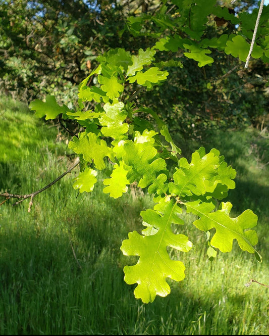 Garry Oak (Quercus garryana)