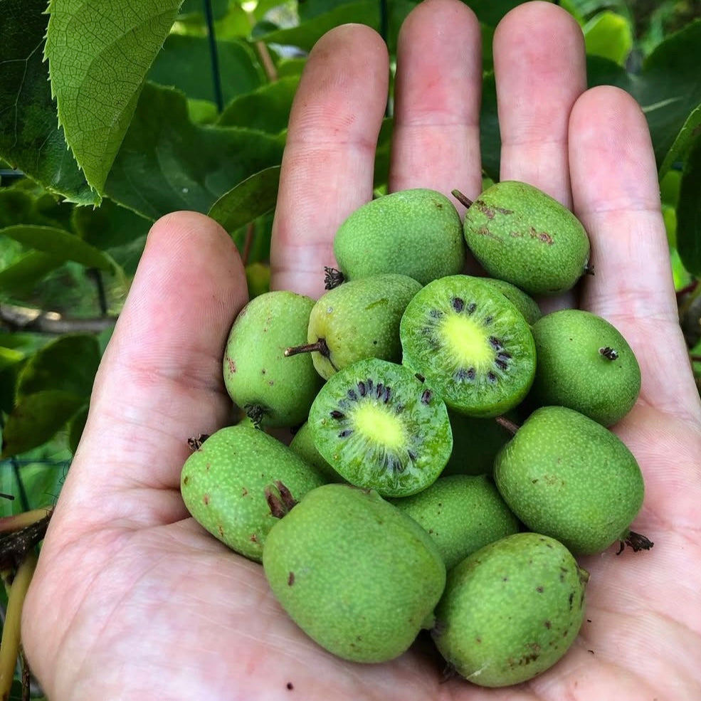 Hardy Kiwi 'Geneva' Cultivar (Actinidia arguta)
