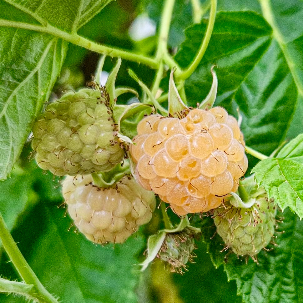 Golden Anne Raspberry