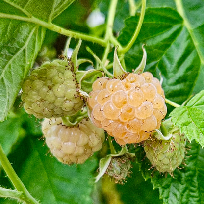 Golden Anne Raspberry