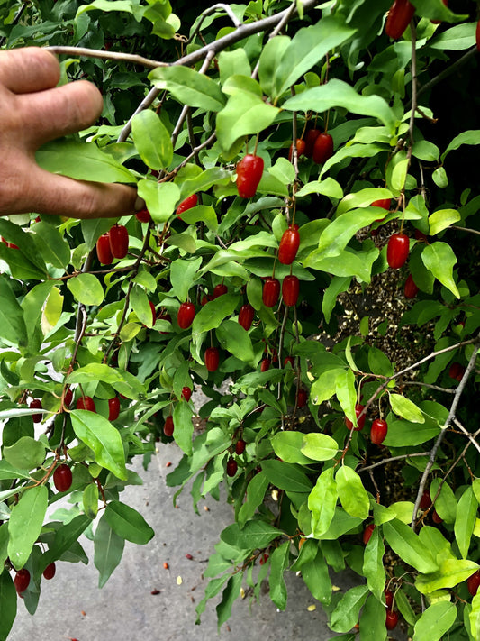 B Grade Goumi Berry (Eleagnus multiflora)