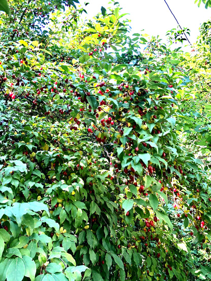 B Grade Goumi Berry (Eleagnus multiflora)