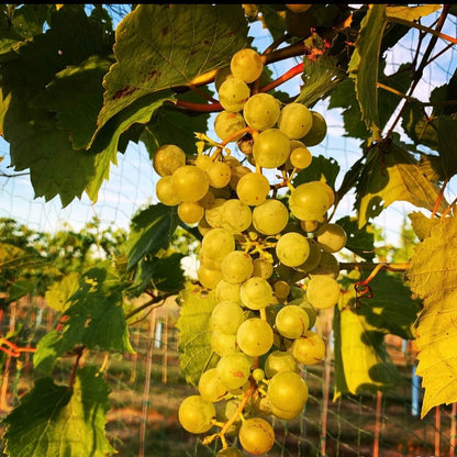 Cultivar Grapes (Vitis vinifera)