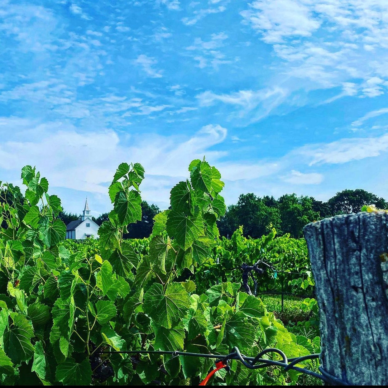 Grapes (Vitis vinifera)