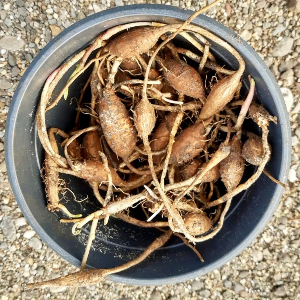 Fox Roots Shop Herbs & Roots at Zero Fox Tree Crops | Zero Fox Tree Crops