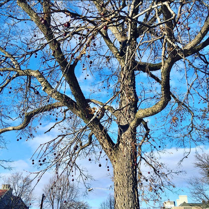 Sugar Berry Tree (Celtis occidentalis)