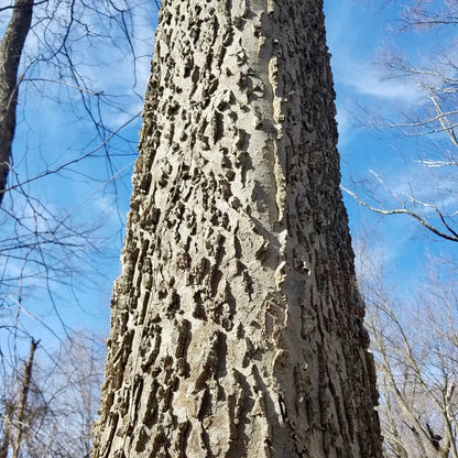 Sugar Berry Tree (Celtis occidentalis)