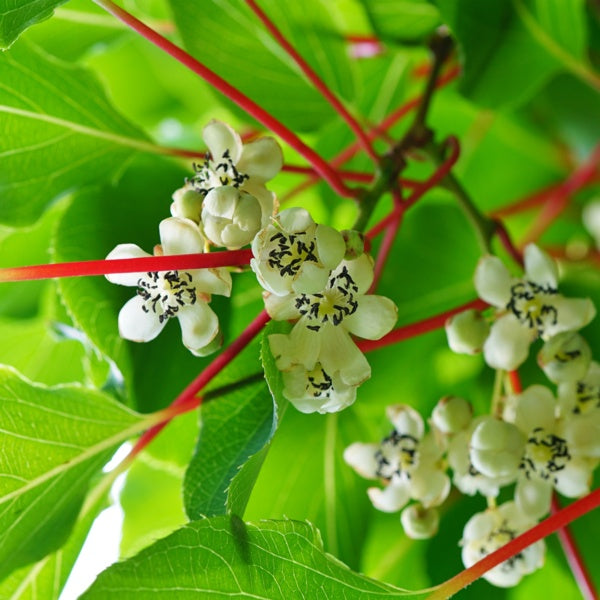 Male Hardy Kiwi (Actinidia arguta)