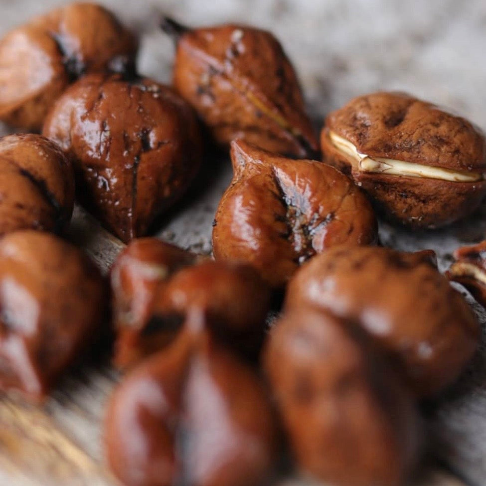 Heartnut 'Campbell' Seedling (Juglans ailantifolia)