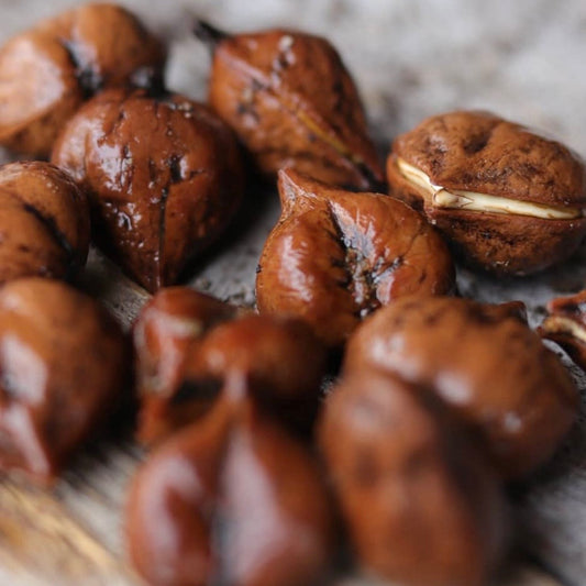 Heartnut 'Campbell' Seedling (Juglans ailantifolia)