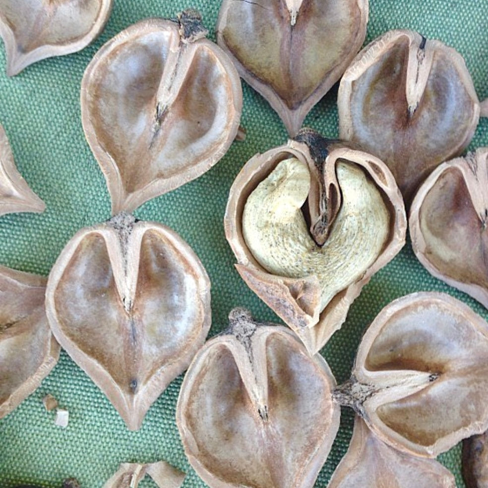 Heartnut 'Imshu' Seedling (Juglans ailantifolia)