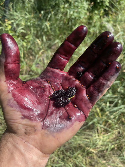 Black Fruited (white) Mulberry (Morus alba)