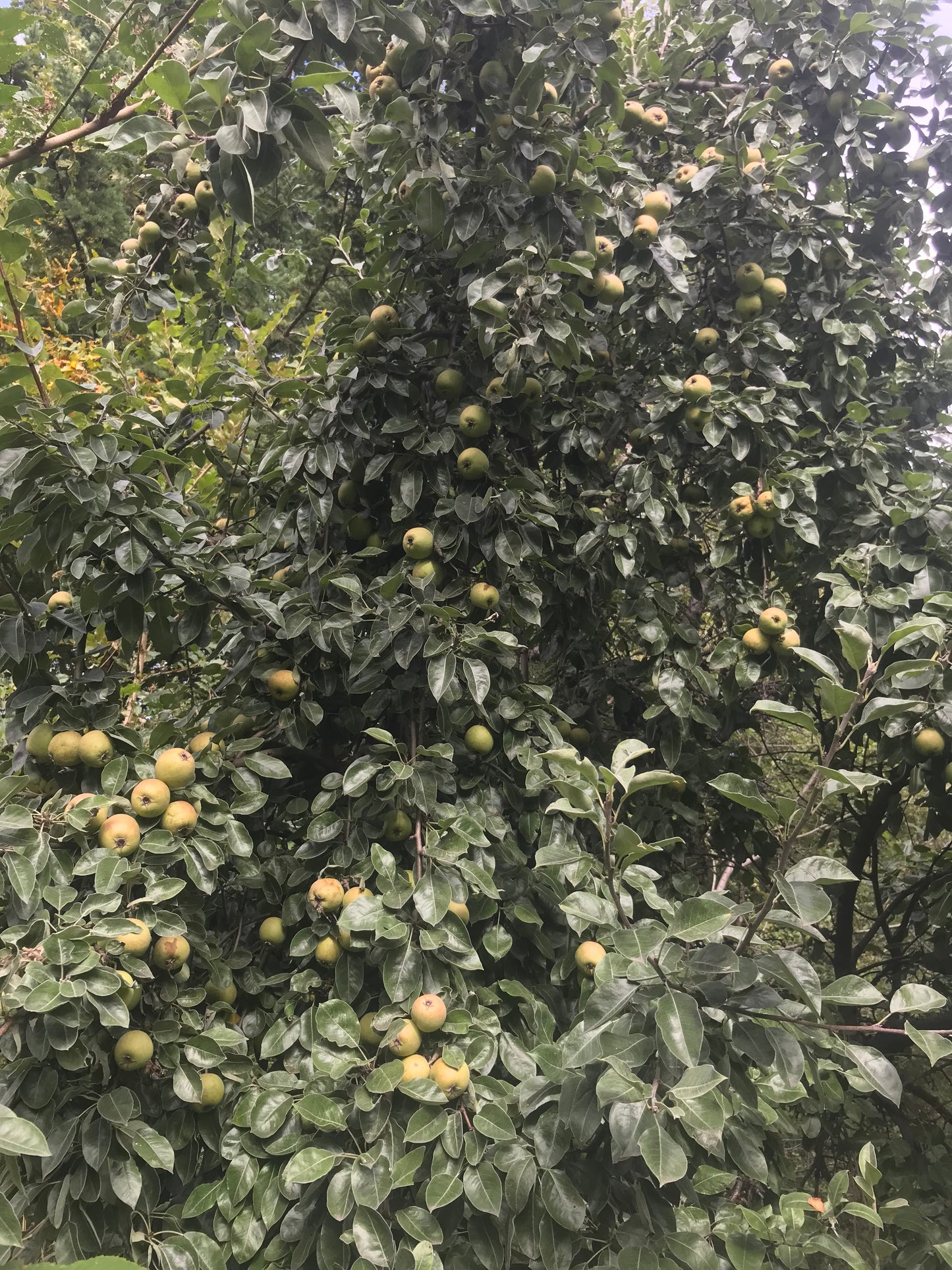 Ussurian Pear (Pyrus ussuriensis)