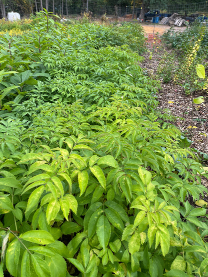 Elderberry (Sambucus spp.)