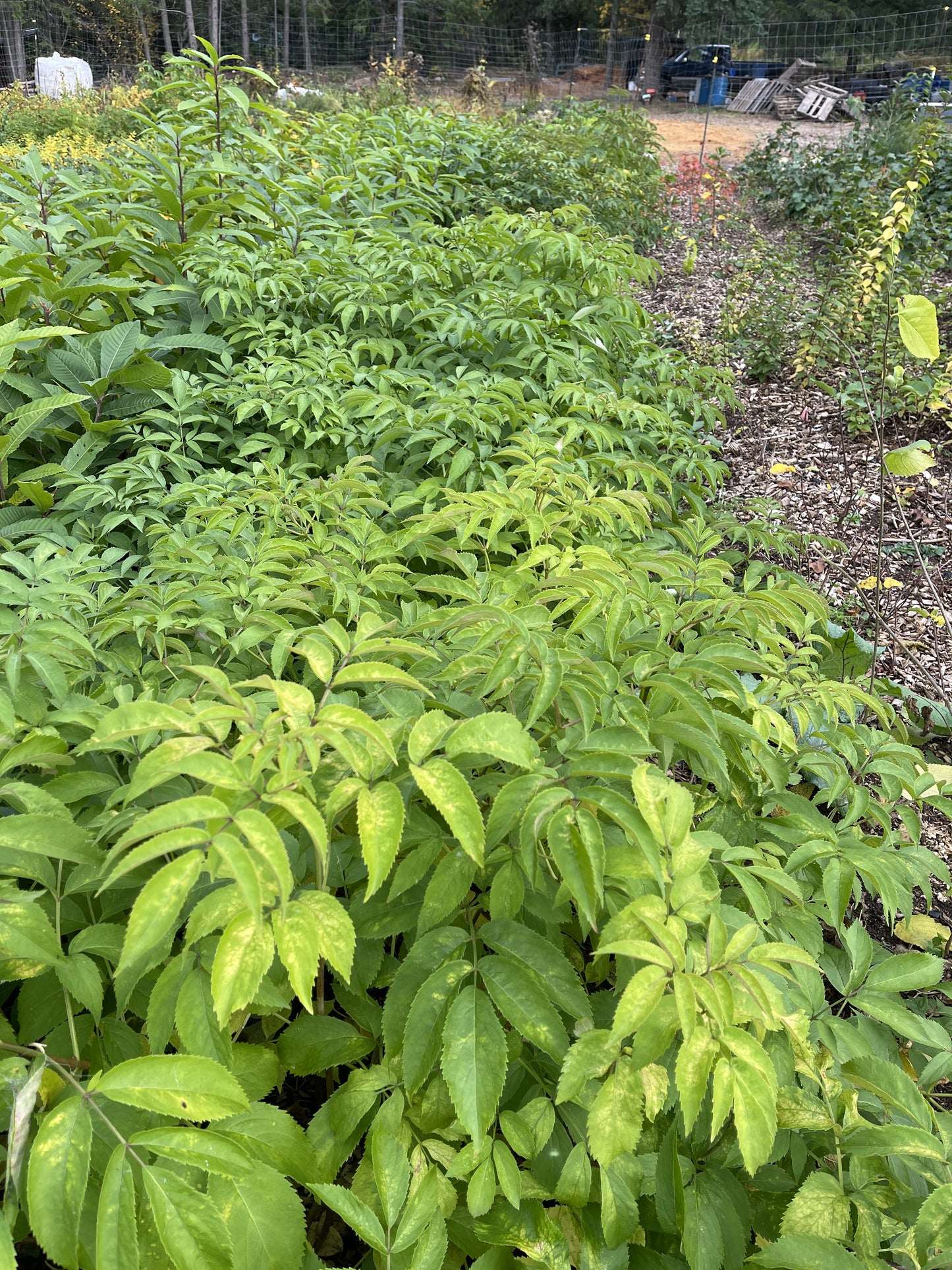 Elderberry (Sambucus spp.)