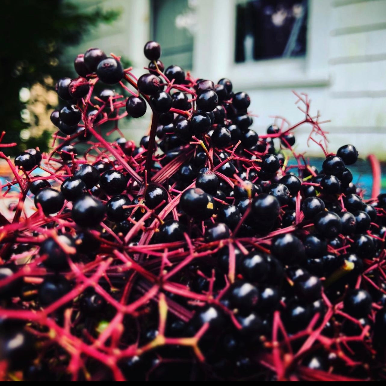 Elderberry (Sambucus spp.)