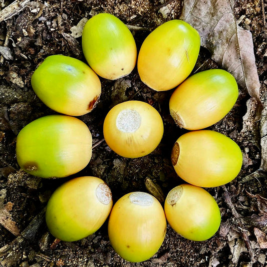 Chestnut Oak/Rock Oak (Quercus montana)