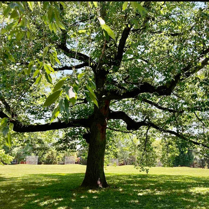 Chestnut Oak/Rock Oak (Quercus montana)