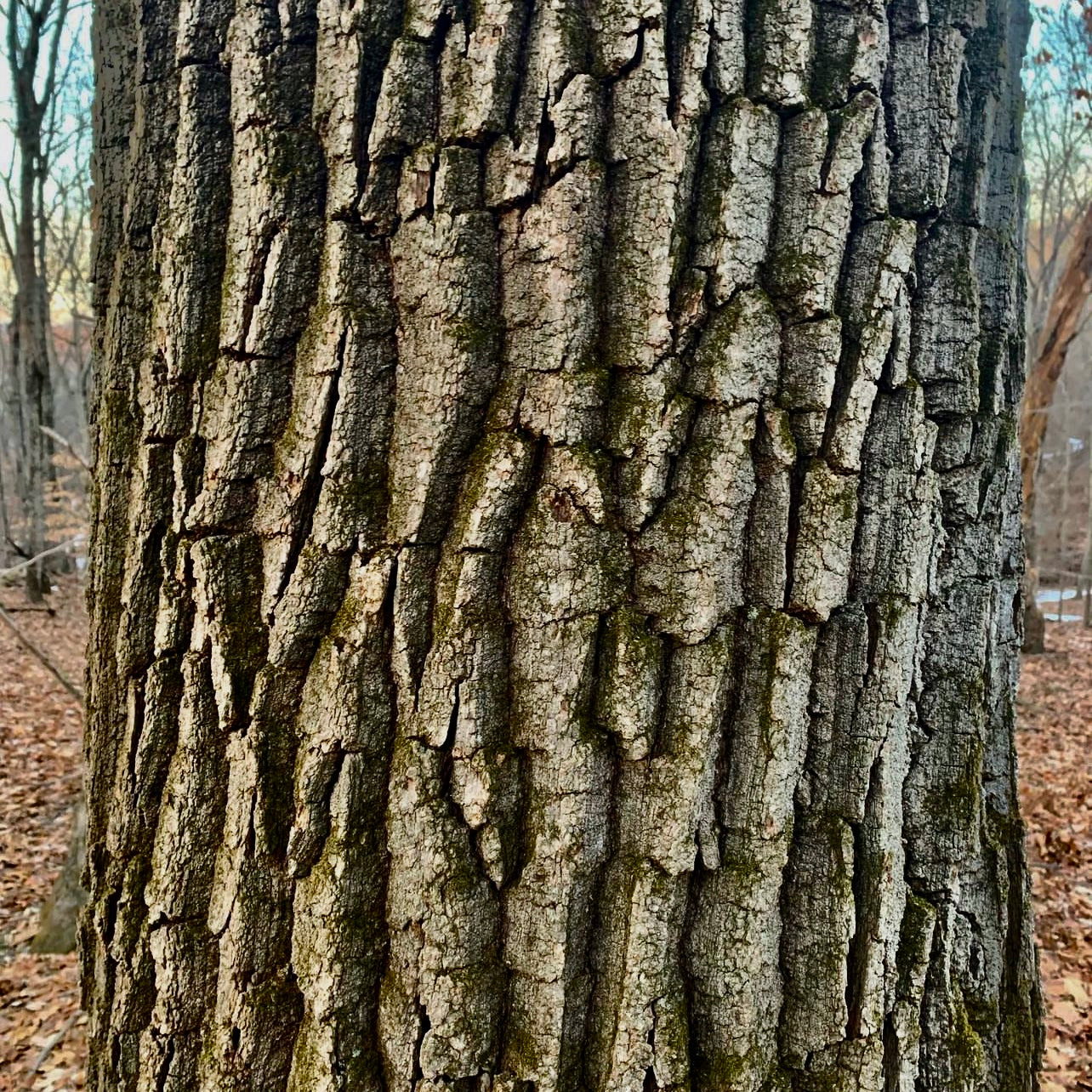 Chestnut Oak/Rock Oak (Quercus montana)