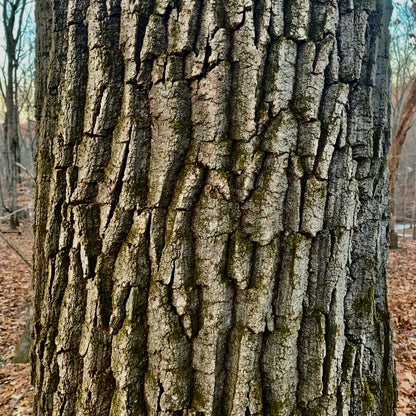 Chestnut Oak/Rock Oak (Quercus montana)